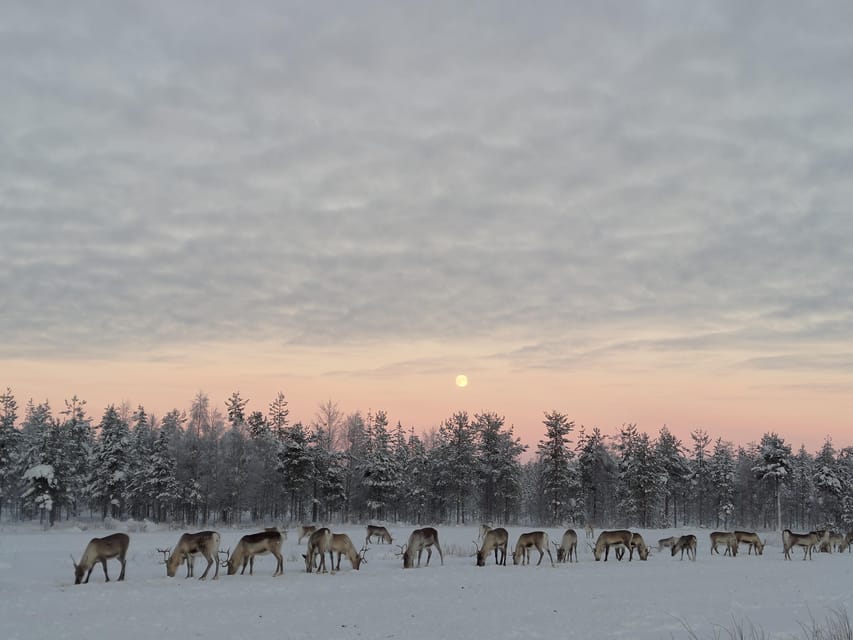 Rovaniemi: Private Reindeer Farm Visit and Walk-Along - Key points to know before you go