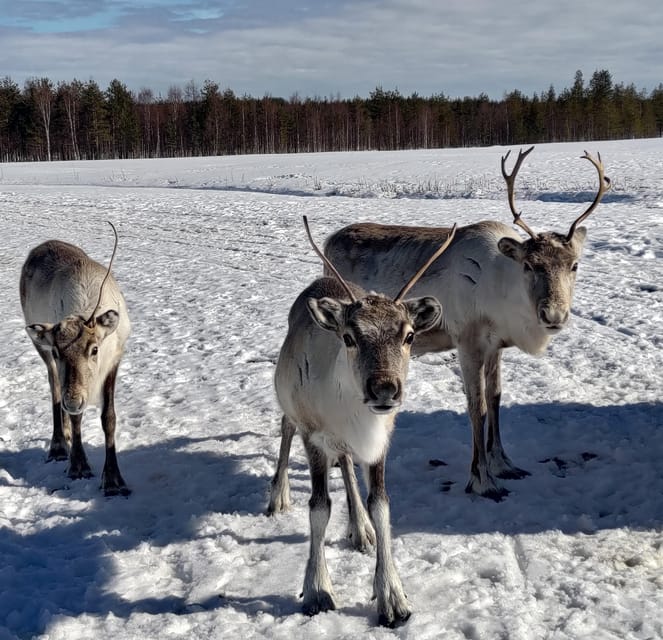 Rovaniemi: Private Reindeer Farm Visit and Walk-Along - Who will enjoy this farm most?