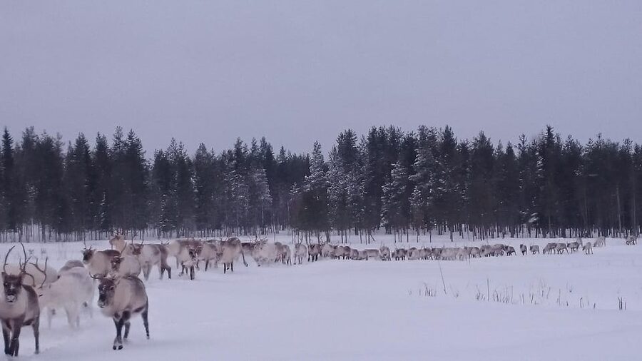 Rovaniemi: Private Reindeer Farm Visit and Walk-Along - A private reindeer visit far north of Rovaniemi