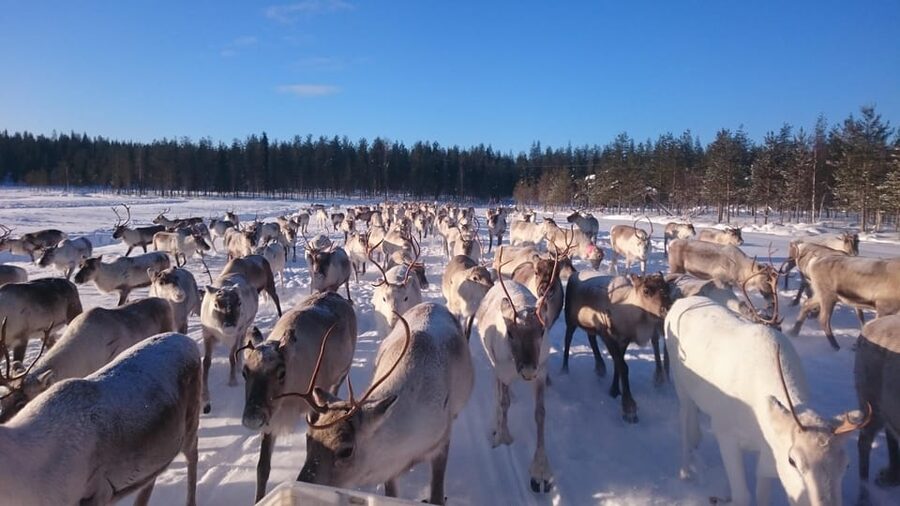 Rovaniemi: Private Reindeer Farm Visit and Walk-Along - Snowmobile sledge ride to the reindeer pasture