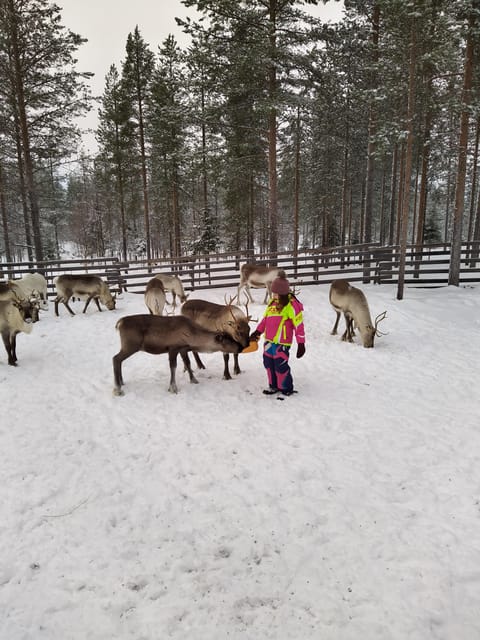 Rovaniemi: Private Reindeer Farm Visit and Walk-Along - Feeding curious reindeer by hand