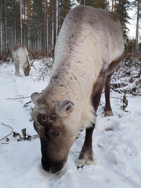 Rovaniemi: Private Reindeer Farm Visit and Walk-Along - Forest walking with young reindeer