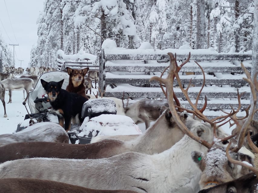 Rovaniemi: Private Reindeer Farm Visit and Walk-Along - Campfire treats inside the kota tent