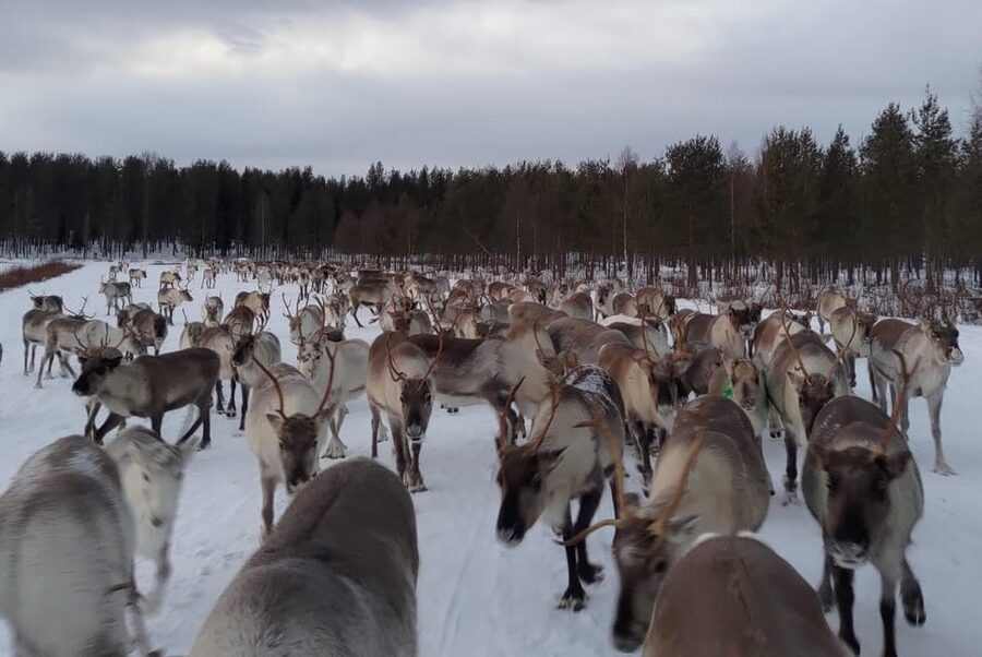 Rovaniemi: Private Reindeer Farm Visit and Walk-Along - Learning the herder’s lasso