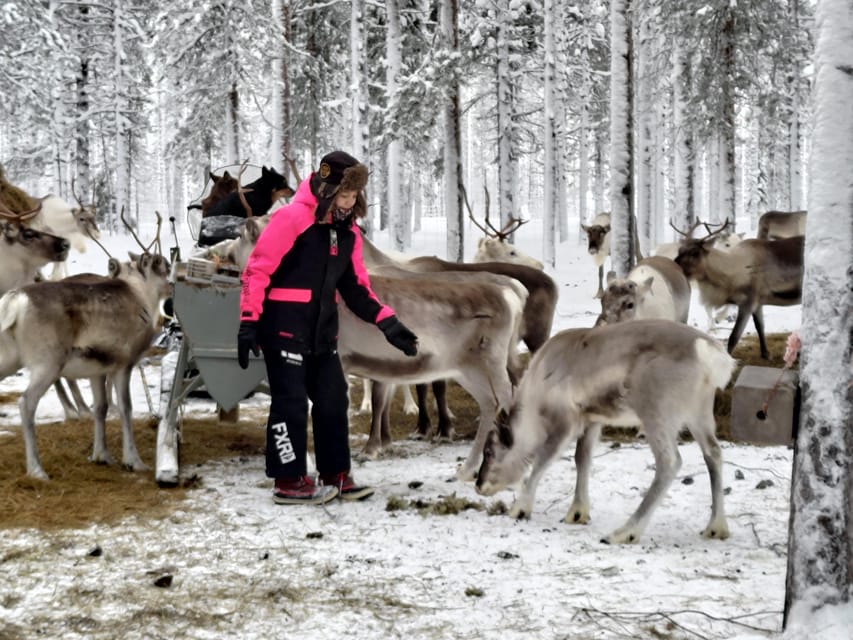 Rovaniemi: Private Reindeer Farm Visit and Walk-Along - Is $165 per person good value?