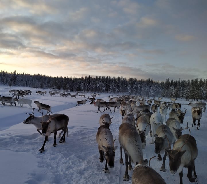 Rovaniemi: Private Reindeer Farm Visit and Walk-Along - Meeting Janne, Dorothee, and the Lapponian dogs