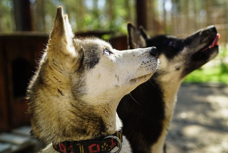 Rovaniemi: Quad Bike Safari, Reindeer & Husky Farm Visit - Key points at a glance
