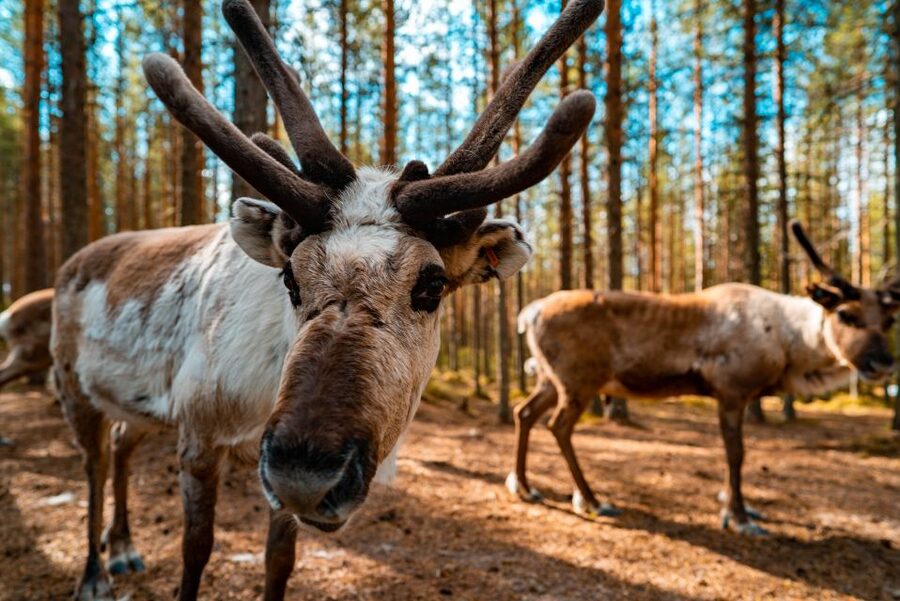 Rovaniemi: Quad Bike Safari, Reindeer & Husky Farm Visit - Why this combination works in Rovaniemi