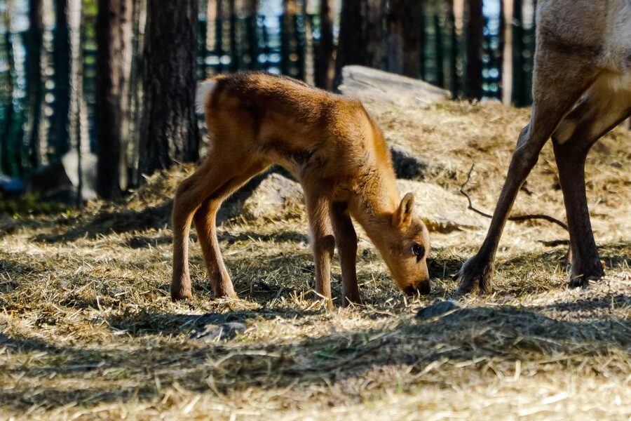 Rovaniemi: Quad Bike Safari, Reindeer & Husky Farm Visit - Learning the ATV before riding