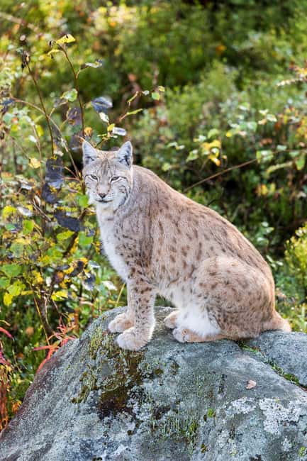 Rovaniemi: Ranua Wildlife Park Private Day Trip - Meeting more than 50 Arctic species