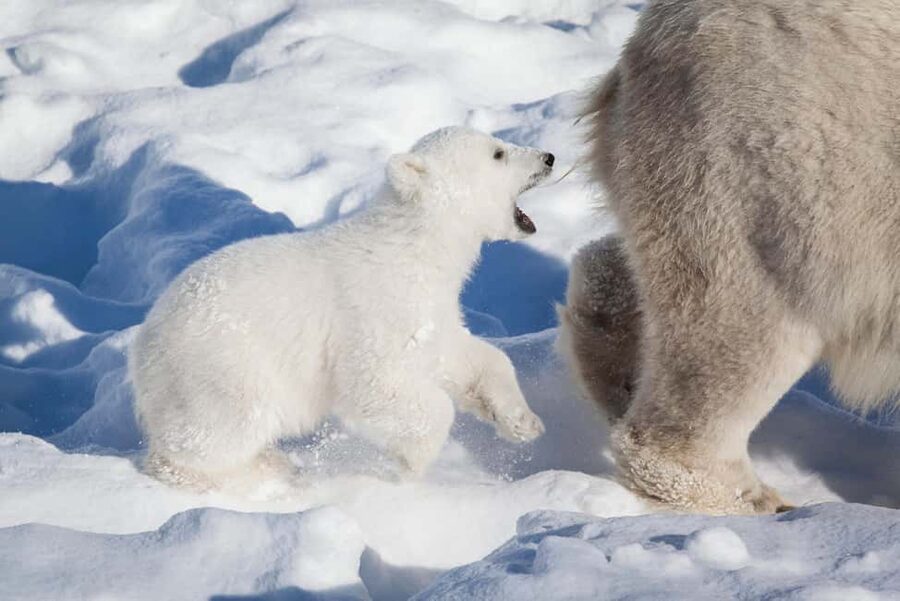Rovaniemi: Ranua Wildlife Park Private Day Trip - Walking trails, feeding sessions, and photo stops