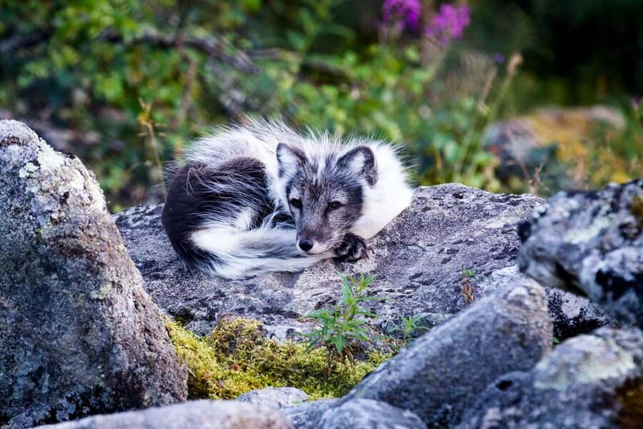 Rovaniemi: Ranua Wildlife Park Private Day Trip - What the $146 price really covers
