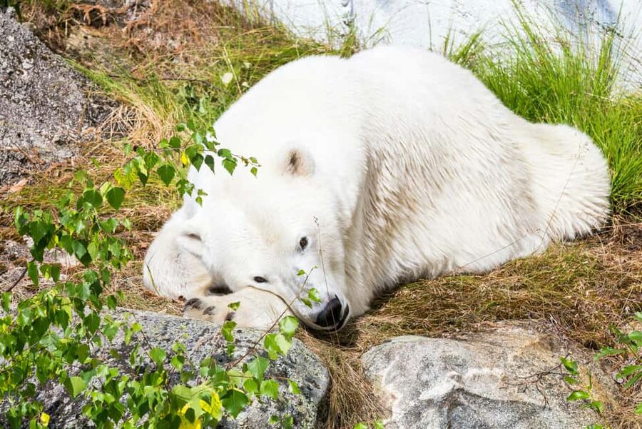 Rovaniemi: Ranua Wildlife Park Private Day Trip - The park’s setting and conservation message