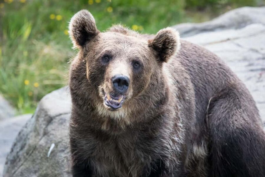 Rovaniemi: Ranua Wildlife Park Private Day Trip - A guide who adds more than directions