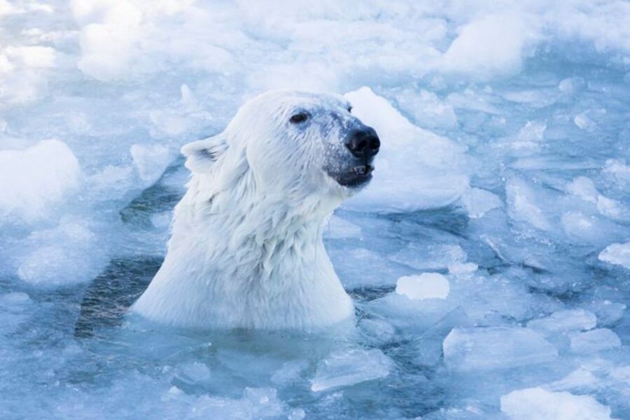 Rovaniemi: Ranua Zoo Entry Ticket w/ Walking Tour and Lunch - Key points to know