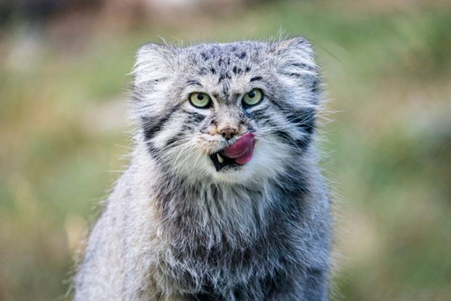 Rovaniemi: Ranua Zoo Entry Ticket w/ Walking Tour and Lunch - Who should book this Ranua Zoo outing?