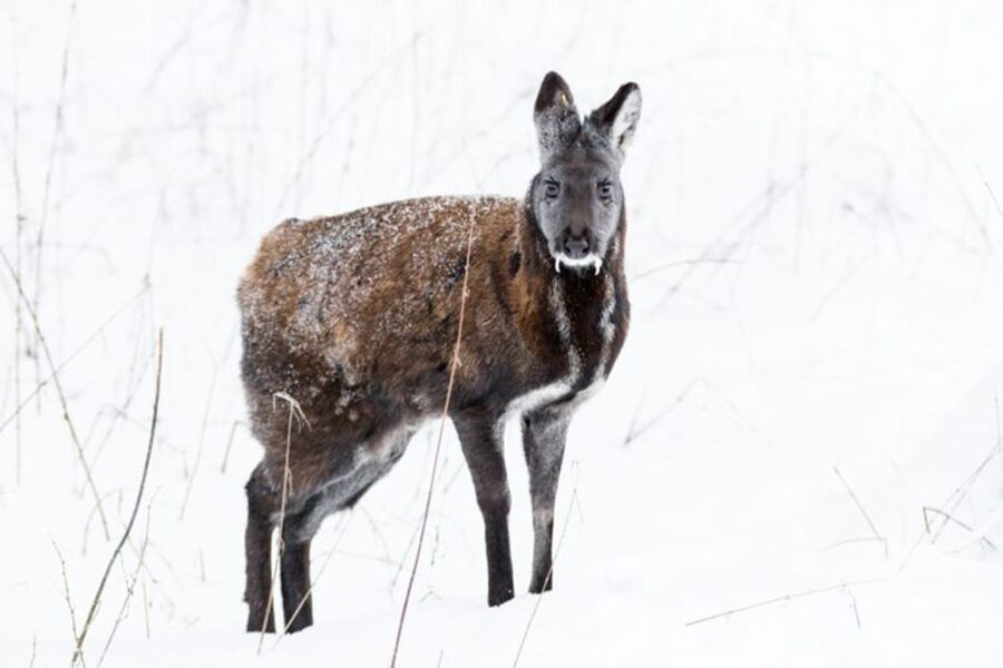 Rovaniemi: Ranua Zoo Entry Ticket w/ Walking Tour and Lunch - Why Ranua Zoo is worth the trip from Rovaniemi