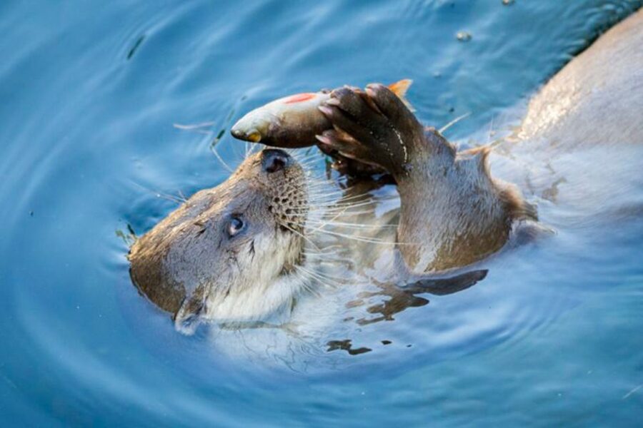 Rovaniemi: Ranua Zoo Entry Ticket w/ Walking Tour and Lunch - Entering the Arctic animal park