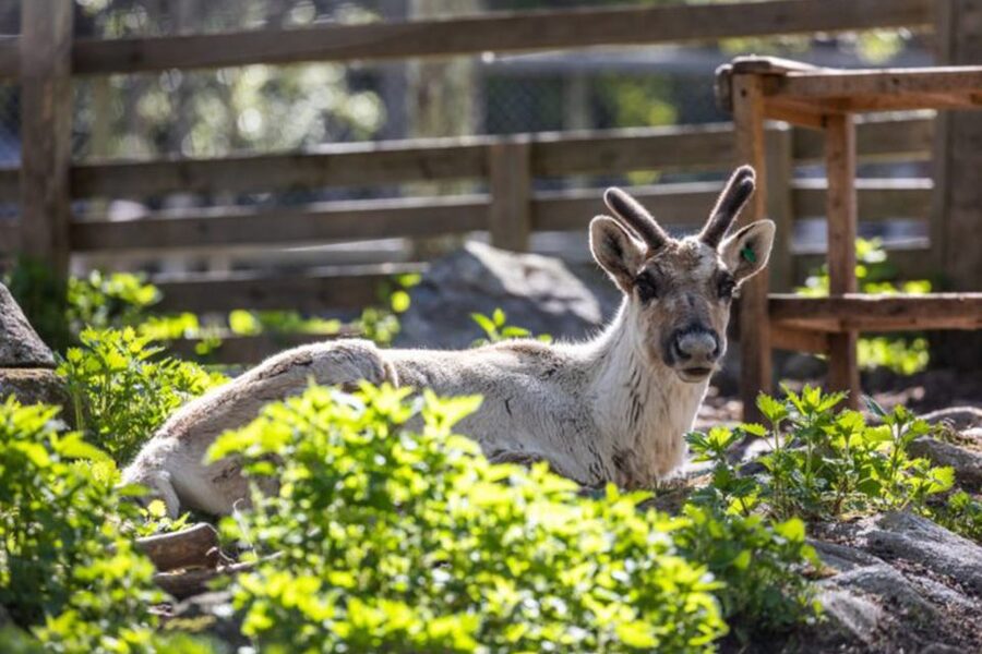Rovaniemi: Ranua Zoo Entry Ticket w/ Walking Tour and Lunch - The animals you may see