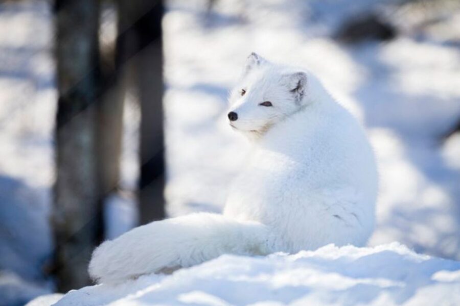 Rovaniemi: Ranua Zoo Entry Ticket w/ Walking Tour and Lunch - Lunch inside the zoo restaurant