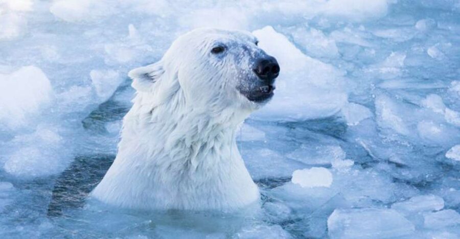 Rovaniemi: Ranua Zoo Entry Ticket w/ Walking Tour and Lunch - What the guide adds