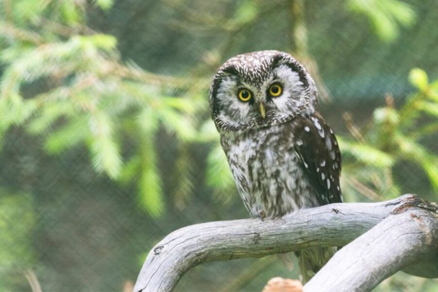 Rovaniemi: Ranua Zoo Entry Ticket w/ Walking Tour and Lunch - Cold weather, children, and the pace of the walk