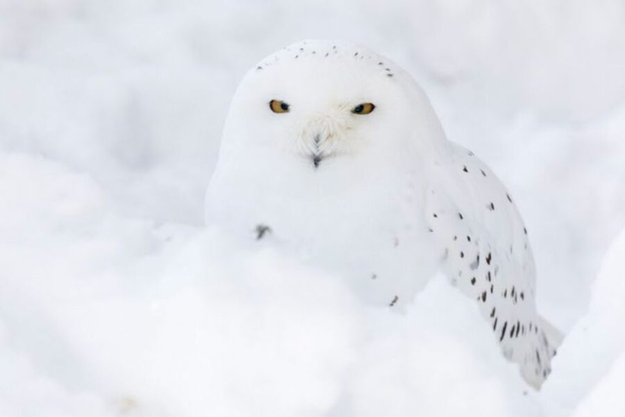 Rovaniemi: Ranua Zoo Entry Ticket w/ Walking Tour and Lunch - The drive from Rovaniemi to Ranua