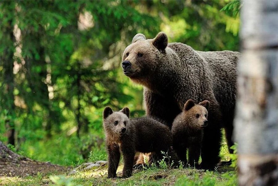 Rovaniemi: Ranua Zoo Entry Ticket with BBQ Picnic - Key points to know before booking