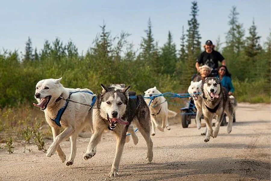 Rovaniemi: Ranua Zoo Entry Ticket with BBQ Picnic - The ride from Rovaniemi to Ranua