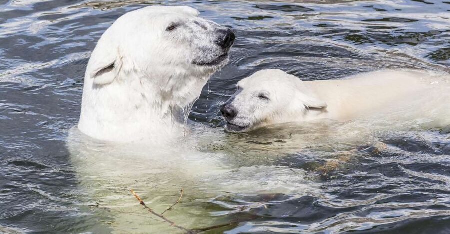 Rovaniemi: Ranua Zoo Entry Ticket with BBQ Picnic - Is $258 per person good value?
