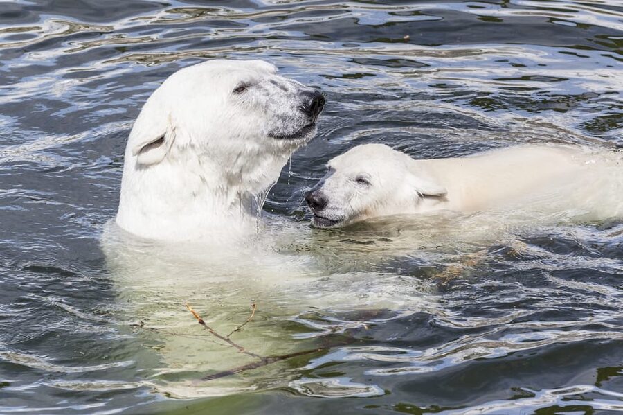 Rovaniemi: Ranua Zoo Visit with Lunch - Why Ranua Zoo makes a good day trip from Rovaniemi