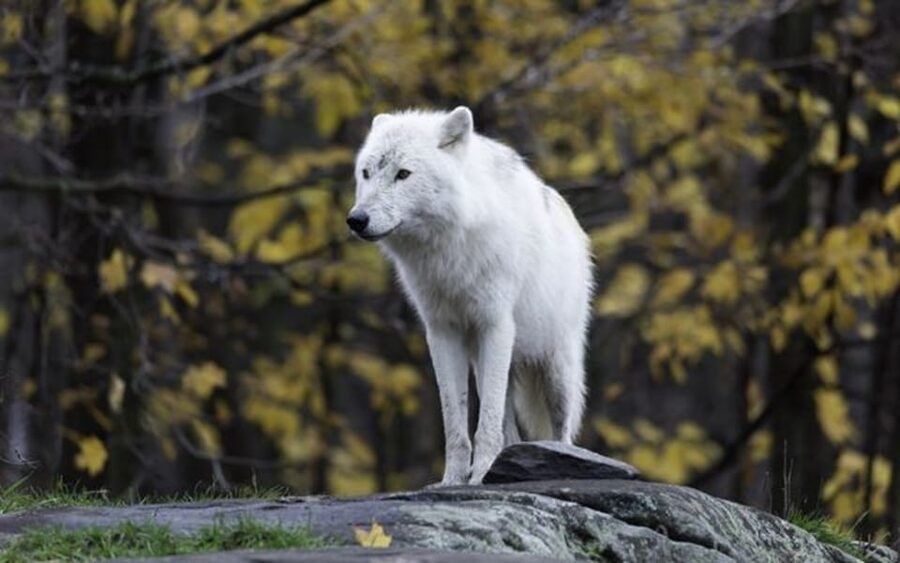 Rovaniemi: Ranua Zoo Visit with Lunch - Why the season changes the quality of the visit