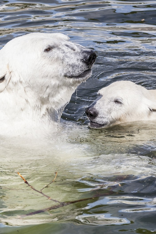 Rovaniemi: Ranua Zoo Visit with Lunch - The drive out and hotel pickup
