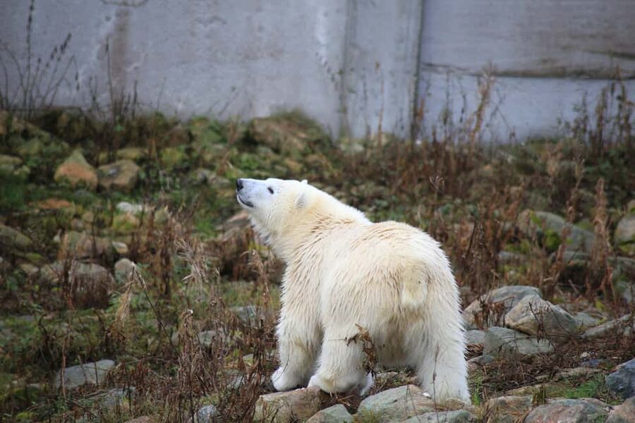 Rovaniemi: Ranua Zoo Wildlife Park Tour with hotel pickup - Polar bears, lynx, and the Arctic stars