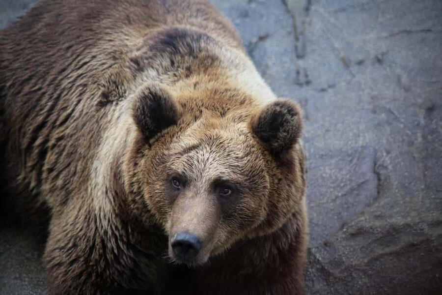 Rovaniemi: Ranua Zoo Wildlife Park Tour with hotel pickup - Walking the 2.5-kilometer wildlife trail