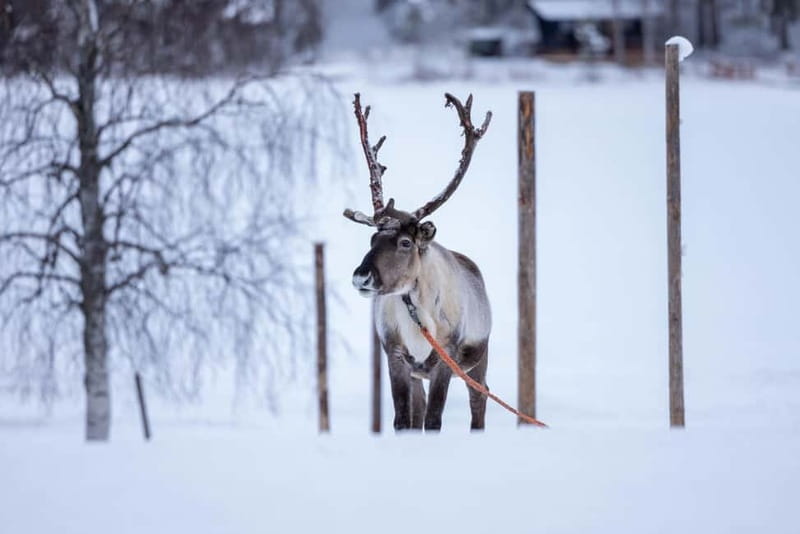 Rovaniemi: Reindeer Experience with Sleigh Ride - Key points at a glance