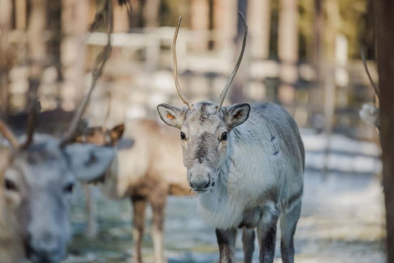 Rovaniemi: Reindeer Experience with Sleigh Ride - Meeting your guide in Rovaniemi