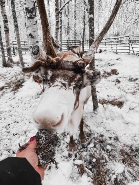 Rovaniemi: Reindeer Experience with Sleigh Ride - Transport and the real use of your 2.5 hours