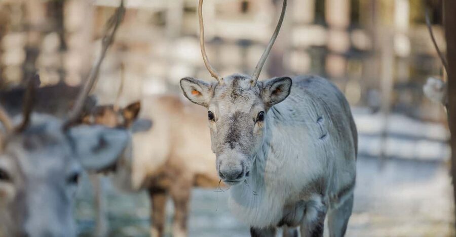 Rovaniemi: Reindeer Experience with Sleigh Ride - Tips for a smoother visit