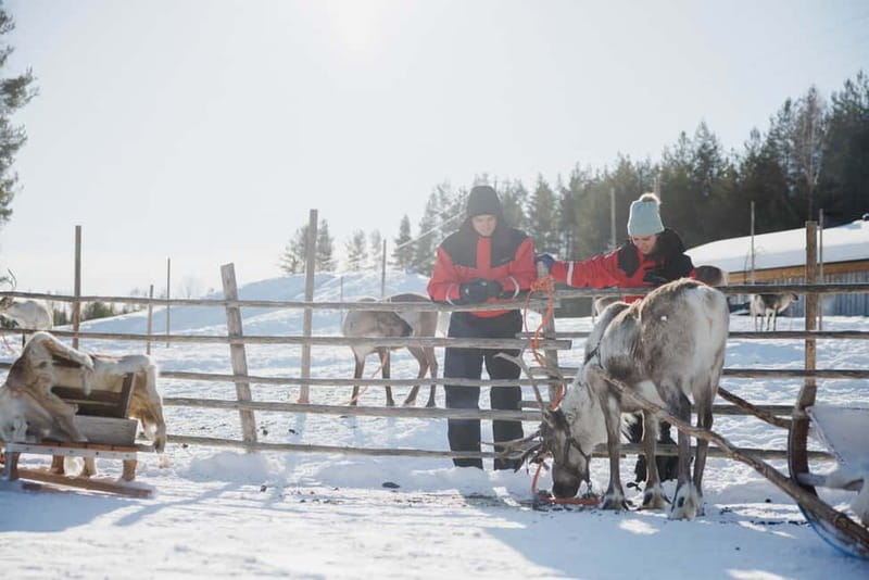 Rovaniemi: Reindeer Experience with Sleigh Ride - Reindeer Manor and the first meeting with the animals