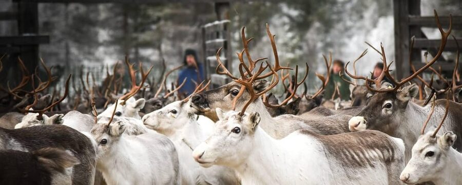 Rovaniemi: Reindeer Farm Visit and Sleigh Ride with transfer - The short ride is the centerpiece