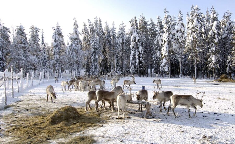 Rovaniemi: Reindeer Farm Visit and Sleigh Ride with transfer - Is $117 a fair price?