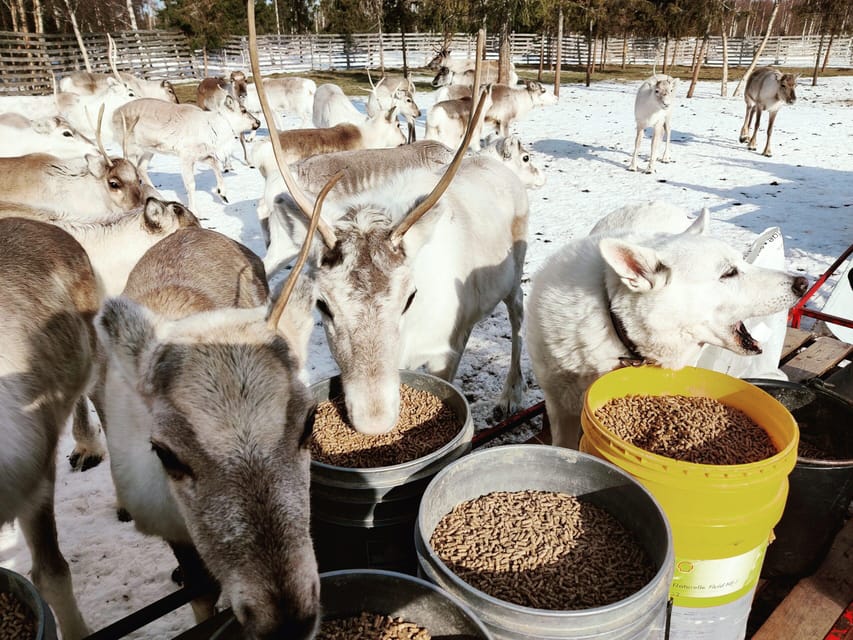 Rovaniemi: Reindeer Farm Visit and Sleigh Ride with transfer - Who will enjoy this farm visit?