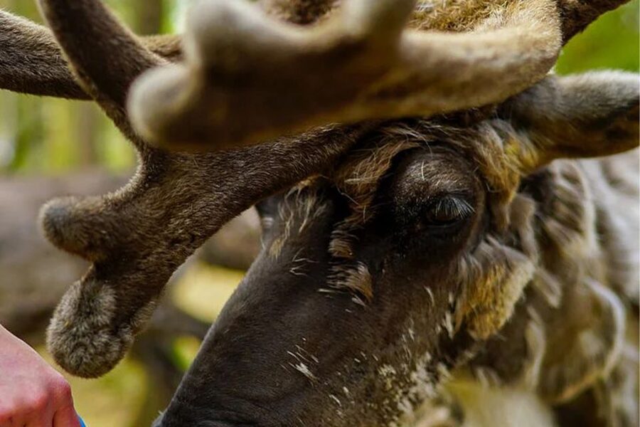 Rovaniemi: Reindeer Farm Visit in the Summer - Meeting reindeer beyond the winter postcard