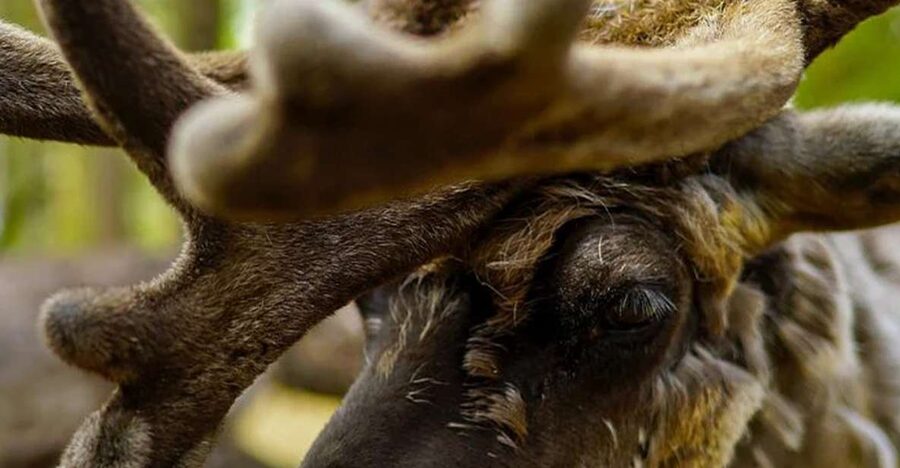 Rovaniemi: Reindeer Farm Visit in the Summer - Should you book this Rovaniemi reindeer farm visit?