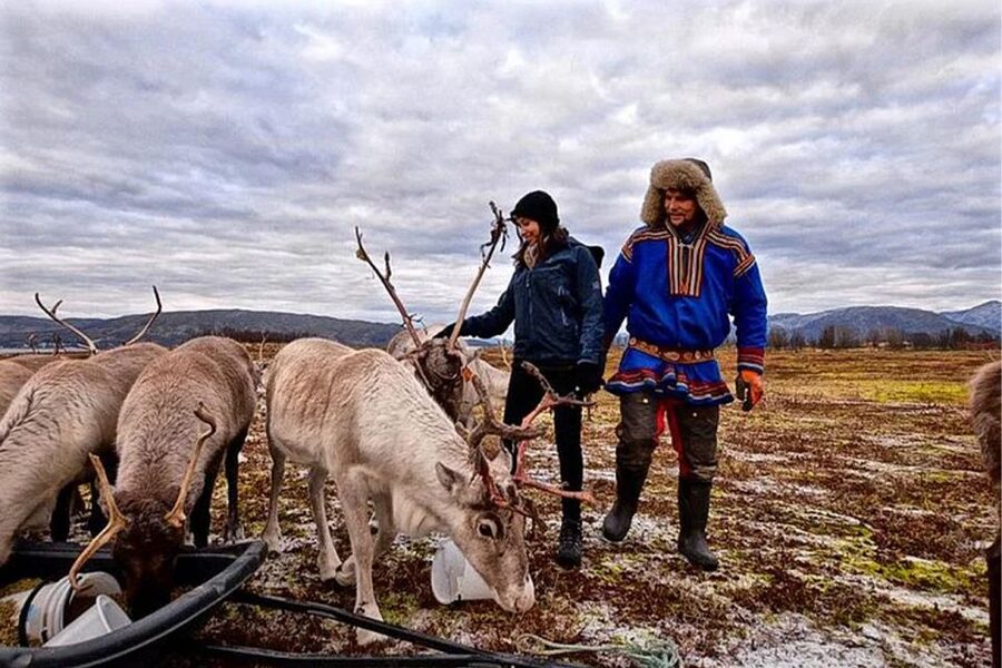 Rovaniemi: Reindeer Farm Visit in the Summer - What happens during the 2.5-hour visit