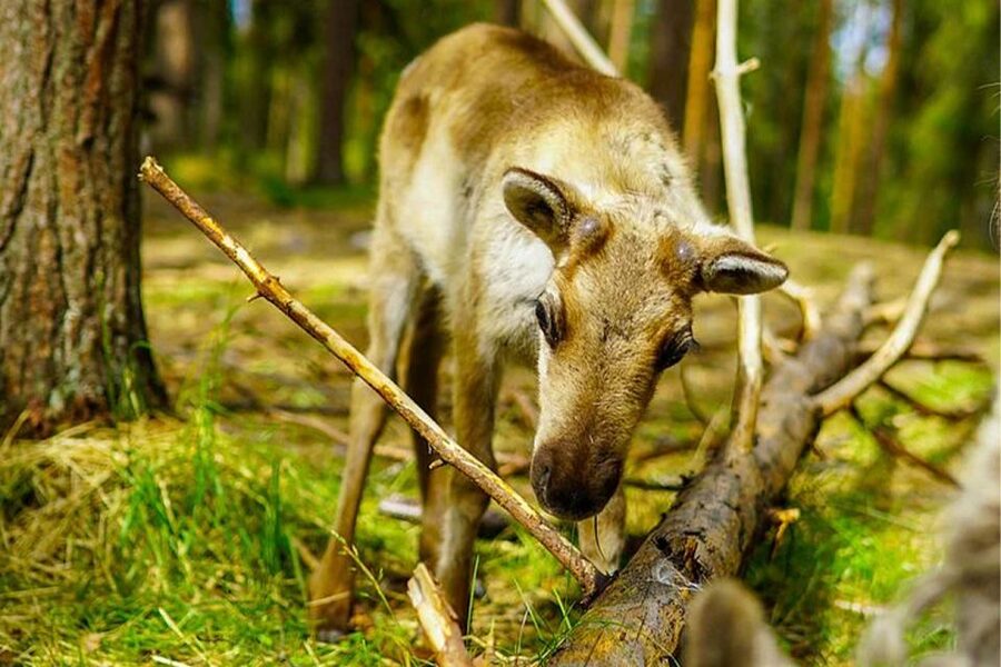 Rovaniemi: Reindeer Farm Visit in the Summer - Feeding the semi-domesticated reindeer