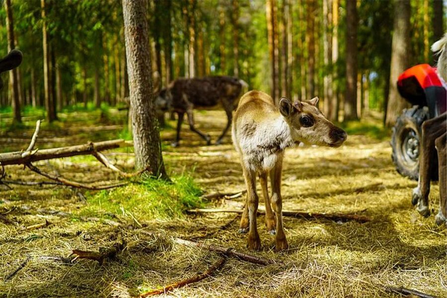 Rovaniemi: Reindeer Farm Visit in the Summer - Finnish snacks and stories by the farm