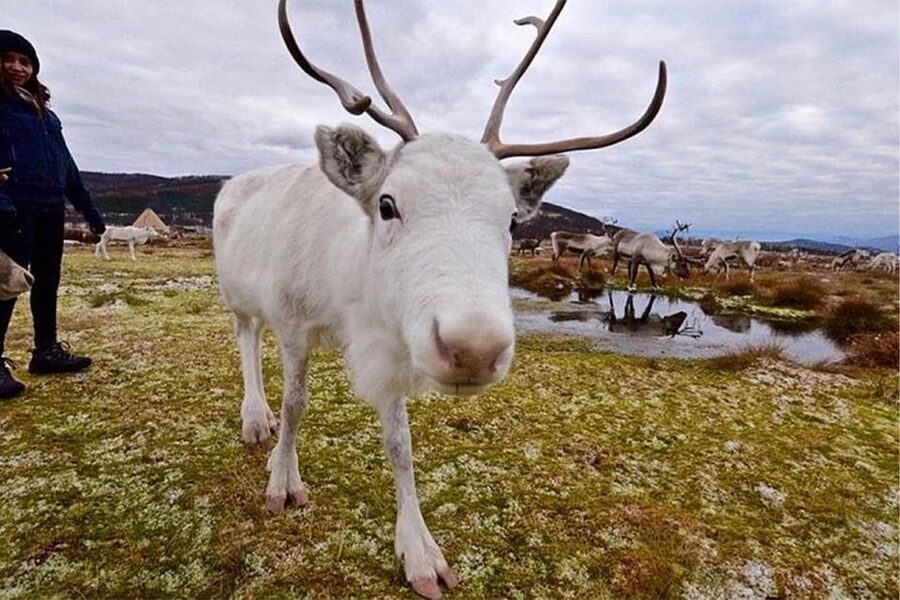 Rovaniemi: Reindeer Farm Visit in the Summer - Who will get the most from this farm visit