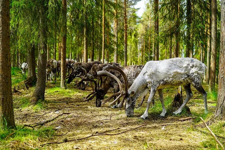 Rovaniemi: Reindeer Farm Visit in the Summer - Practical advice before you book